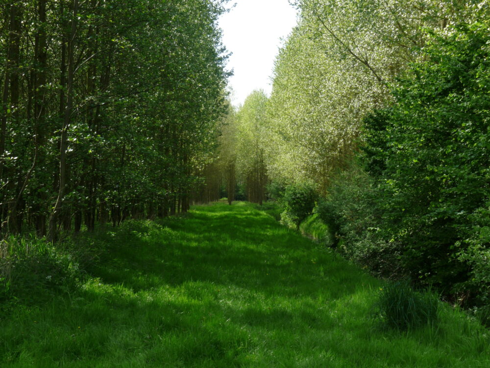 Gemeente kapt bomen in Leeuwarder bos om andere bomen beter te laten groeien