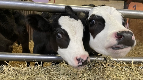 Provincie roept kabinet op door te werken aan belangrijke dossiers voor Fryslân