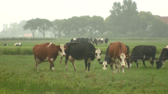Bioboer Auke uit Jorwert zet vol in op eigen boerderijwinkel: “Houden 15 koeien over”