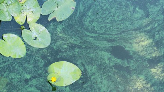 Negatief zwemadvies voor water Grote Wielen wegens blauwalg