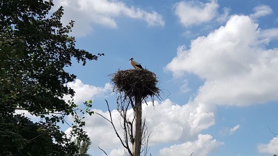 Ooievaar redt zich wel in Fryslân: “Komende 25 jaar prima populatie”