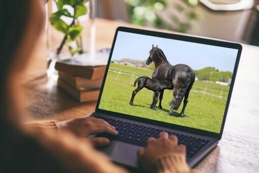 Opnieuw onrust in het Friesch Paarden Stamboek: twee bestuursleden stappen op