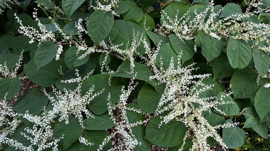Het ei van Columbus? Bevriezingsmethode om Japanse duizendknoop te bestrijden