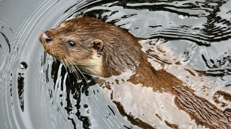 Toename aantal otters in Fryslân betekent plaag voor vissers