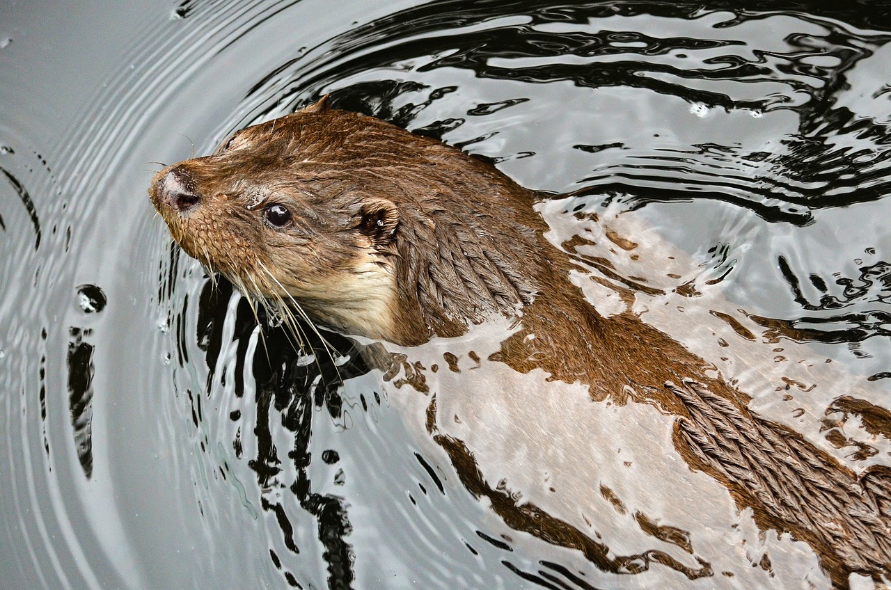 Toename aantal otters in Fryslân betekent plaag voor vissers