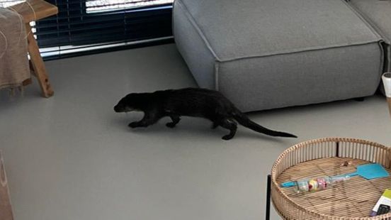 Avontuurlijke otter loopt door woonkamer in Wolvega: “Helemaal kletsnat”