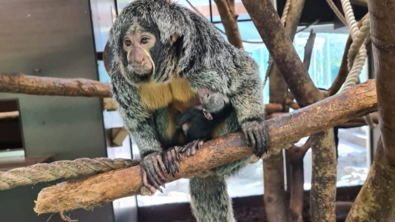 Witgezichtsaki geboren in jubileumjaar AquaZoo Leeuwarden