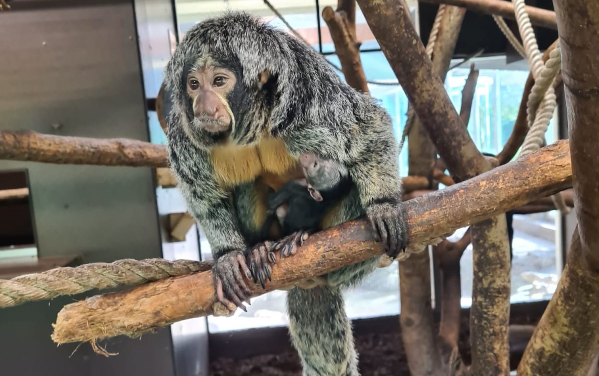 Witgezichtsaki geboren in jubileumjaar AquaZoo Leeuwarden