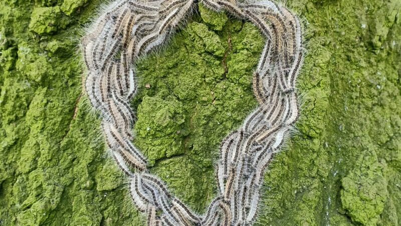 Nergens zorgde de processierups voor meer overlast als in Fryslân