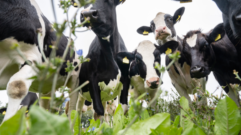 FrieslandCampina bezuinigt 400 tot 500 miljoen per jaar: banen op de tocht in Leeuwarden
