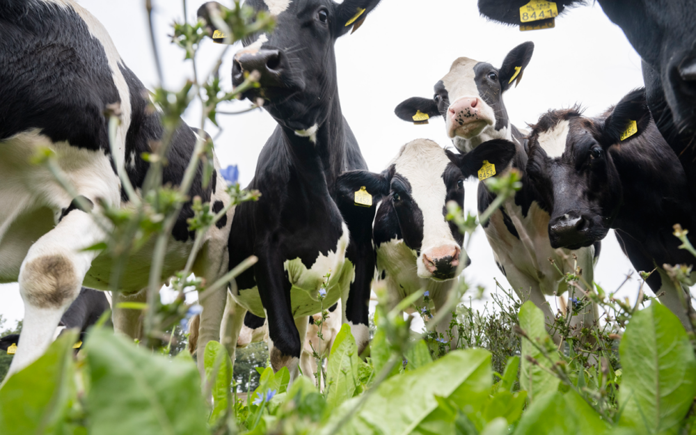 Staking van twee dagen bij Friesland Campina Leeuwarden