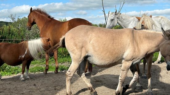 Dreigende sluiting paardenopvang Raerd van de baan: “Het is een grote opluchting”