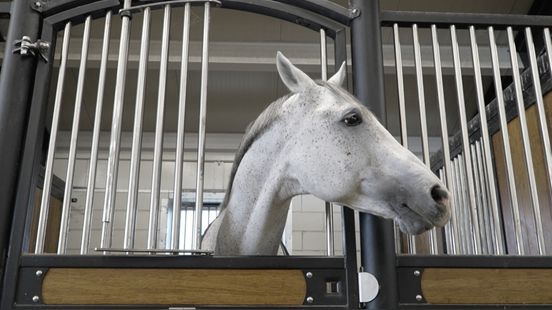 Deze ‘leenschimmel’ uit Bears was de grote ster op Indoor Friesland