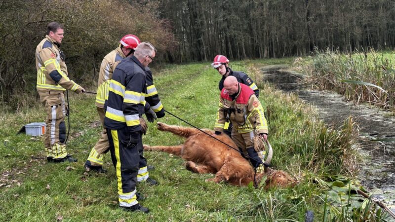 Brandweer haalt Schotse hooglander uit sloot in Leeuwarden