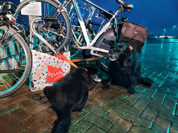 Twee honden ‘gedumpt’ bij de veerboot van Ameland