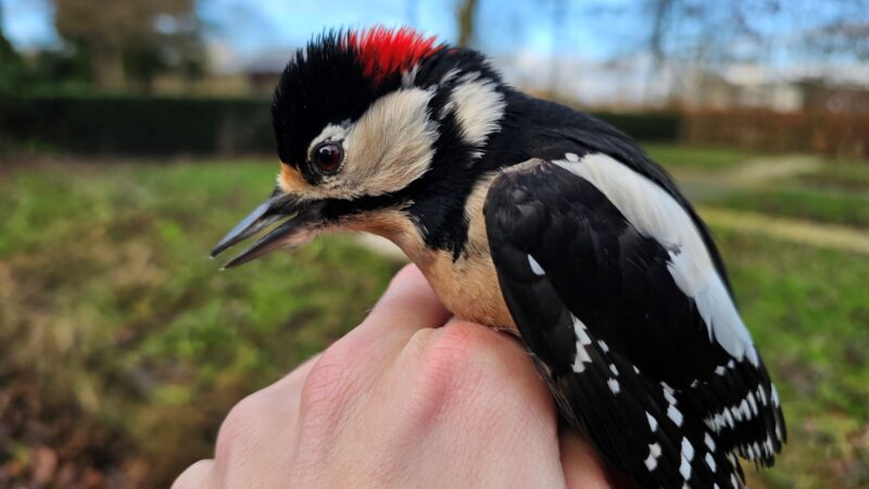 Harde vogelgeluiden en vogels die in netten hangen, wat gebeurt er precies in de Potmarge te Leeuwarden?