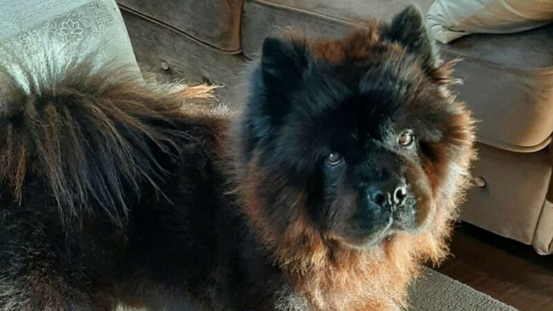 UPDATE: Eigenaren vermiste chowchow Paco verdubbelen beloning tot 5000