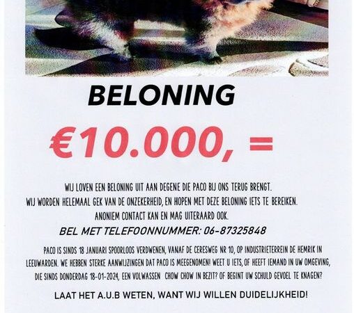 “Zichtmelding chowchow Paco vrijwel zeker Paco”; beloning verhoogd naar €10.000