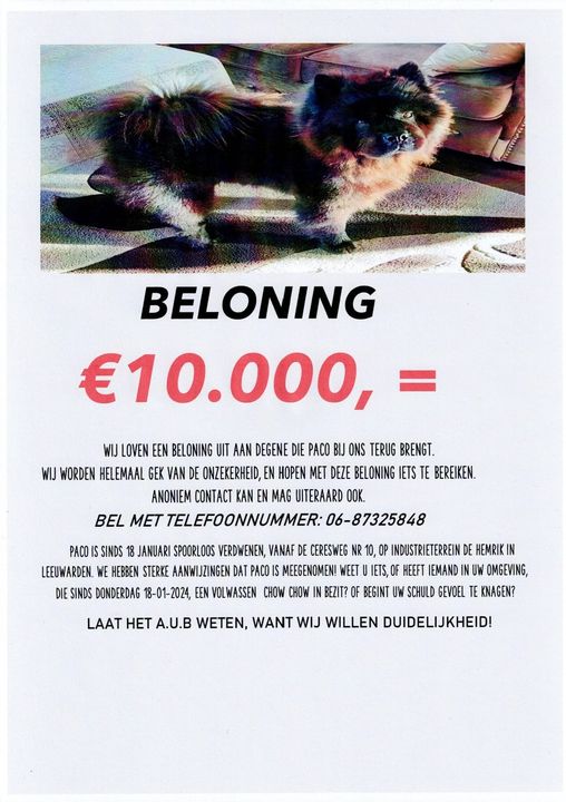 “Zichtmelding chowchow Paco vrijwel zeker Paco”; beloning verhoogd naar €10.000