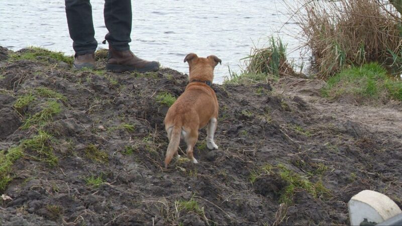 Illegale dumping zorgt waarschijnlijk voor zieke honden in Groene Ster