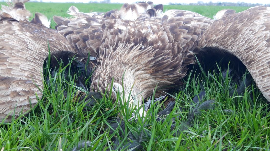 Zeearend vergiftigd in Weidum, dader nog spoorloos: “Het is schandalig”