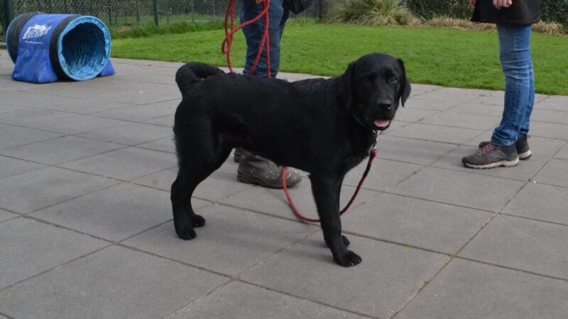 Hondeninstructrice: “Dat mensen soms huilend aan tafel zitten van blijdschap”