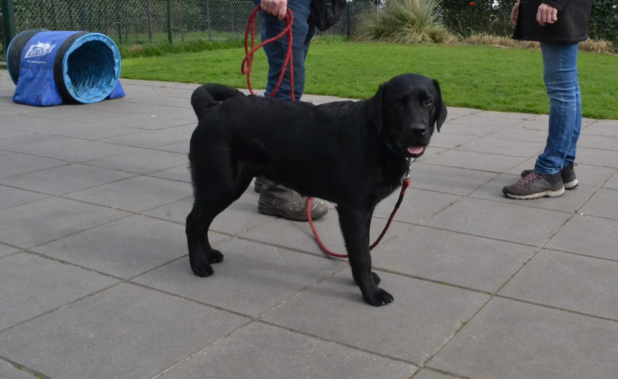 Hondeninstructrice: “Dat mensen soms huilend aan tafel zitten van blijdschap”