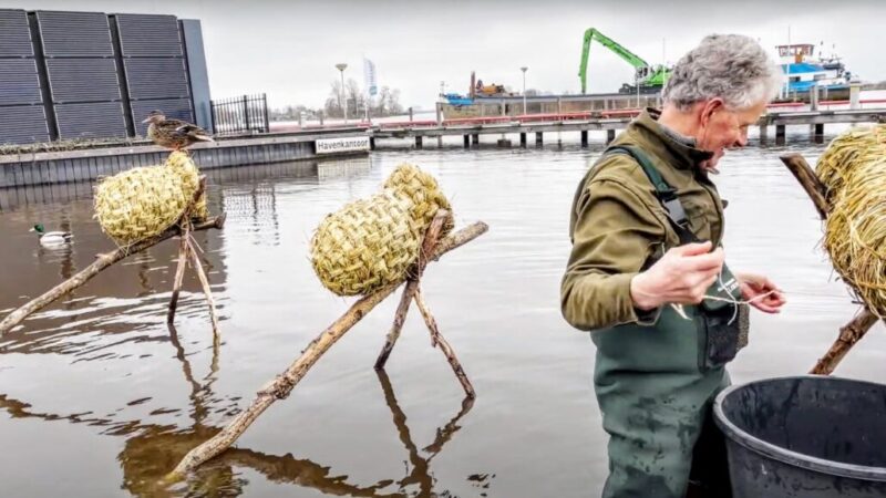 VIDEO: Eendenkorven Grou weer uitgezet – eend claimt meteen een korf