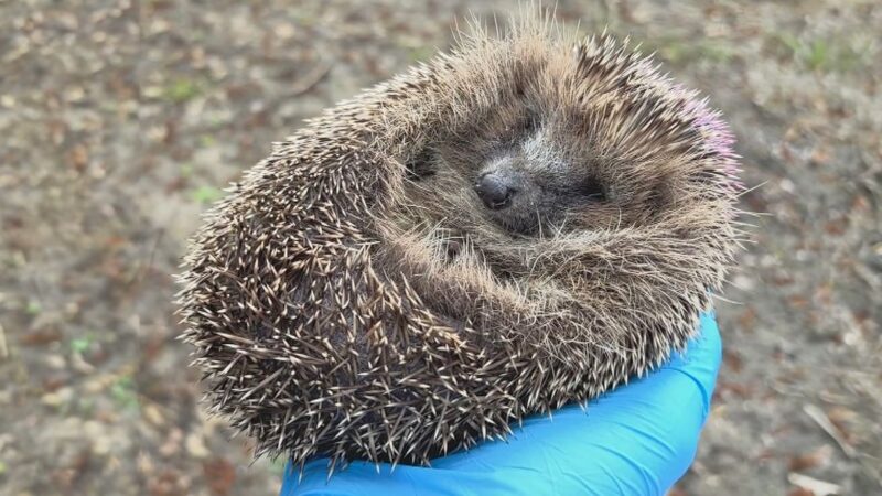VIDEO: Zeventien egeltjes uit wildopvang De Fûgelhelling uitgezet in AquaZoo