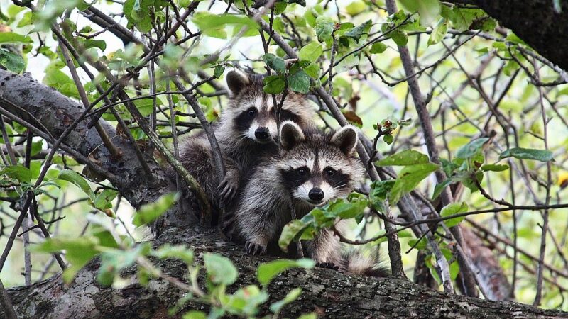 11 wasberen ontsnapt uit AquaZoo – Leeuwarden On Air