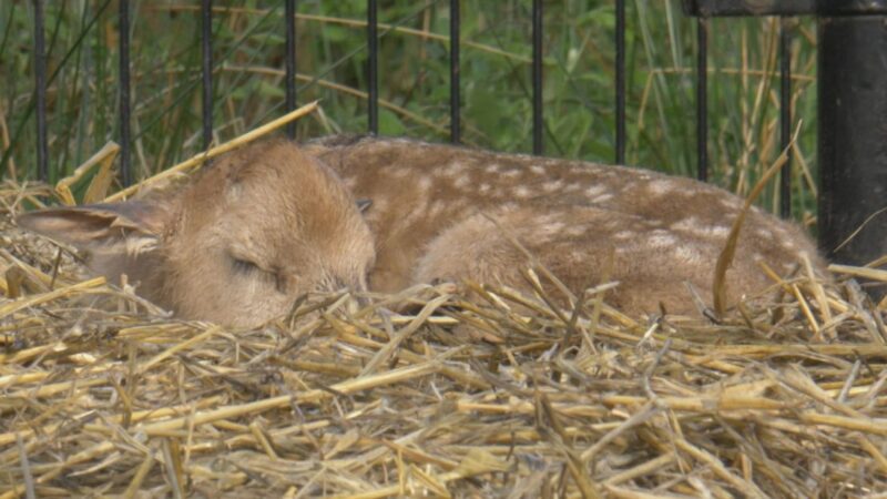 In het wild uitgestorven hertensoort geboren in AquaZoo Leeuwarden