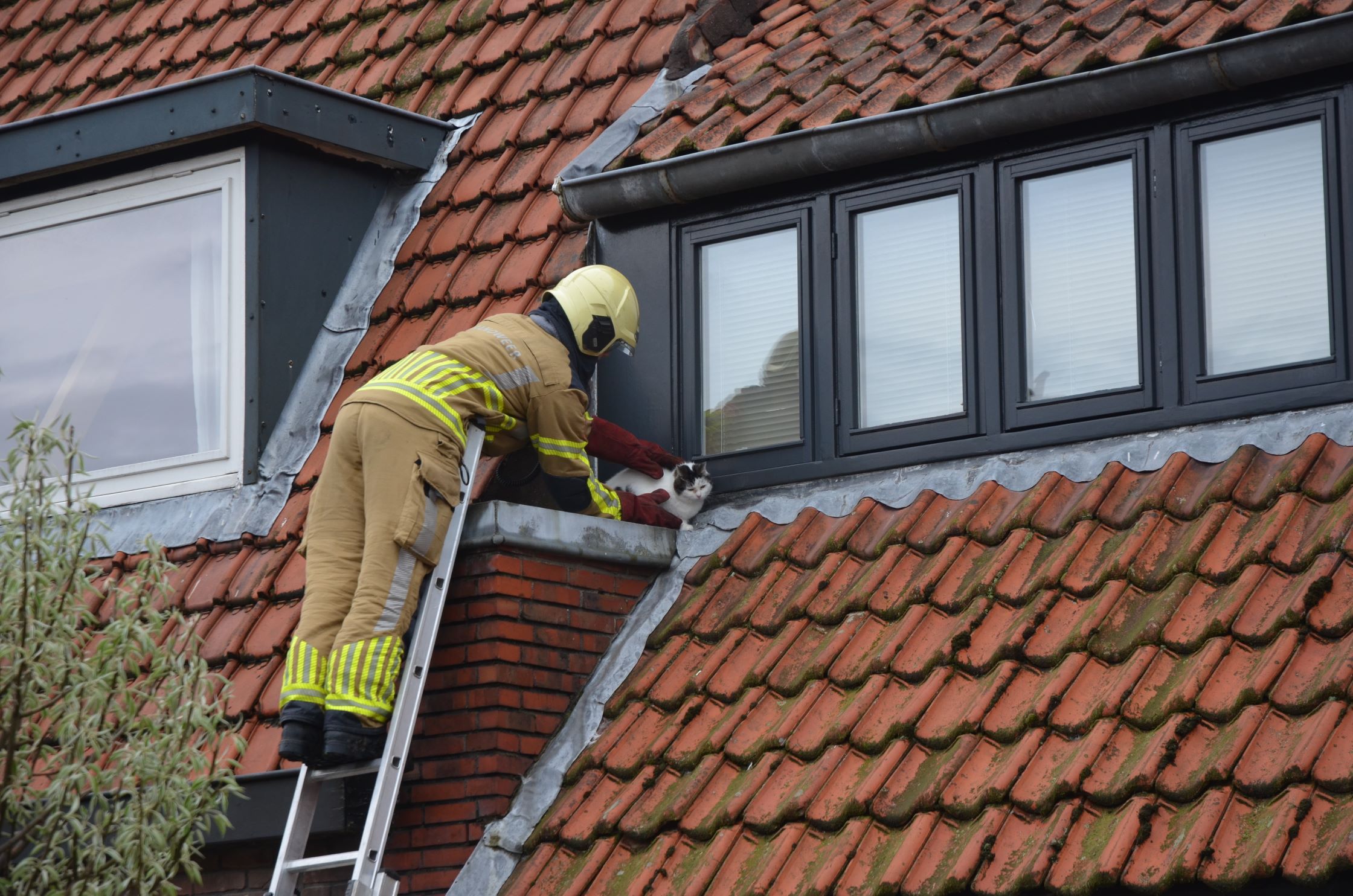 Brandweer redt kat Jessy van dak in Leeuwarden