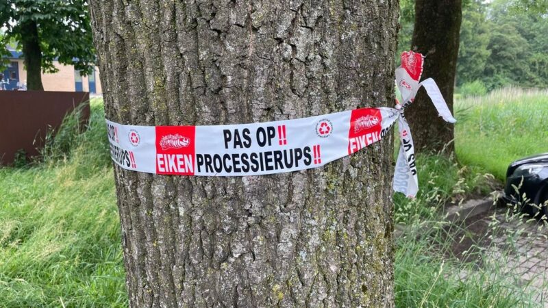Eerste eikenprocessierupsen weer gesignaleerd in Gemeente Leeuwarden