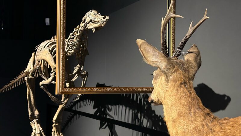 Dino Dubbelgangers in Natuurmuseum Fryslân