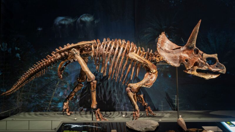 Triceratops, zeven meter lange prehistorische kolos, in Leeuwarden