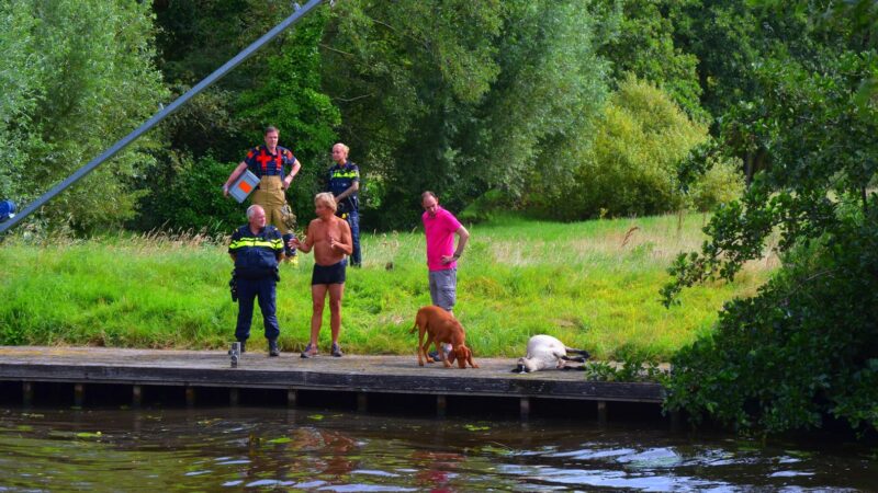 Schapen in het water geraakt aan de Staniastate in Leeuwarden