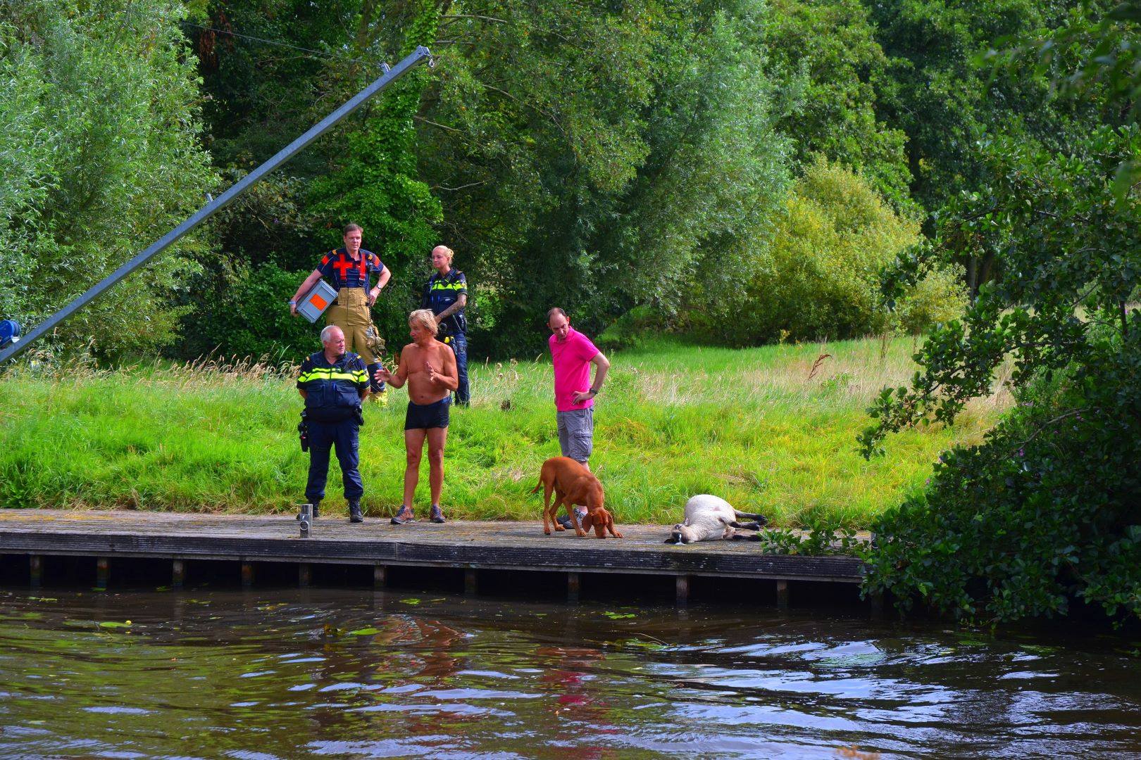 Schapen in het water geraakt aan de Staniastate in Leeuwarden