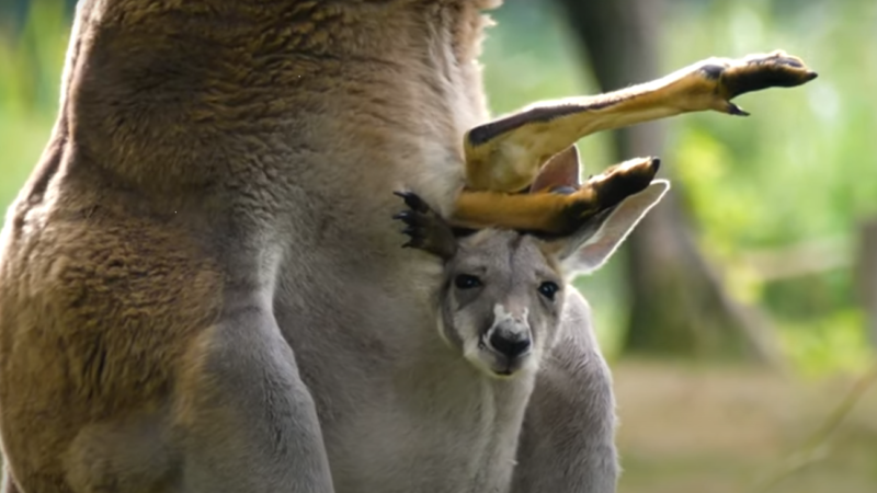 Jong van rode reuzenkangoeroe in AquaZoo Leeuwarden laat zich zien