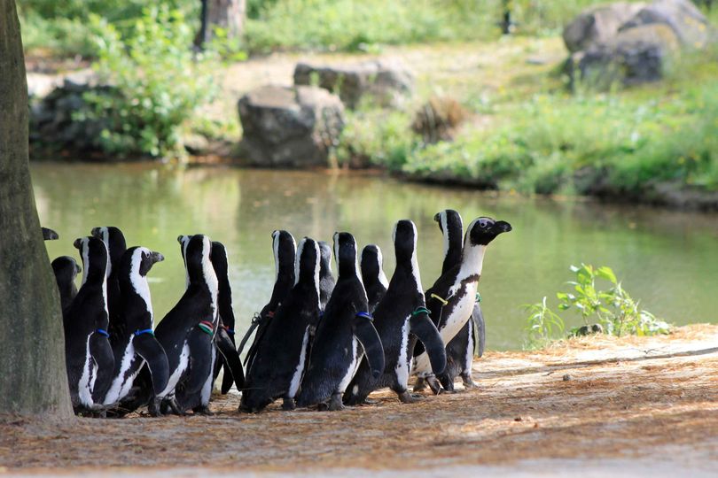 Afrikaanse pinguïns overleden in AquaZoo