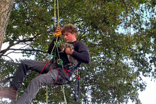 Brandweer redt kat uit boom in Leeuwarden