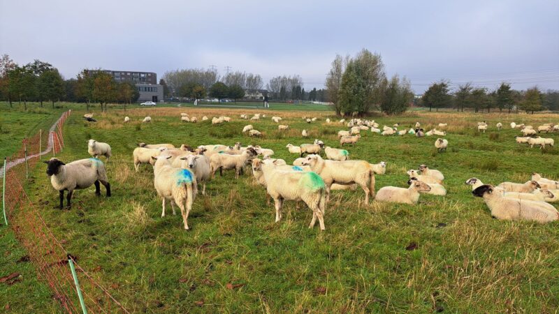 VIDEO: Schaapskudde Wylde Weide verdwijnt en maakt plaats voor machinaal maaien