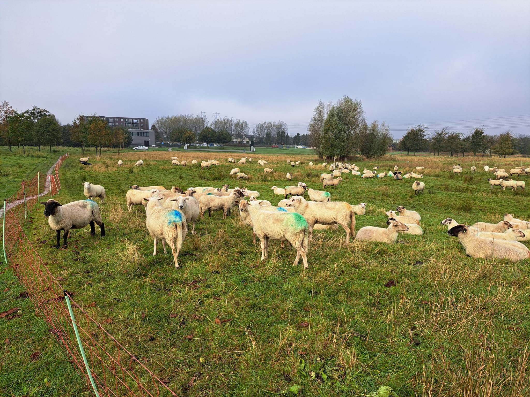 VIDEO: Schaapskudde Wylde Weide verdwijnt en maakt plaats voor machinaal maaien