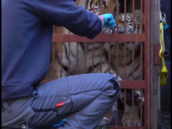 Vier jonge tijgers uit AquaZoo gaan verhuizen naar een andere dierentuin