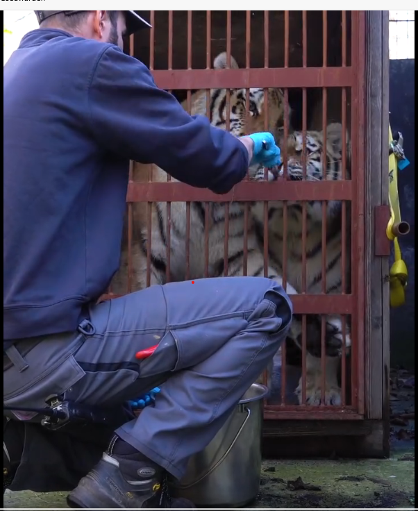 Vier jonge tijgers uit AquaZoo gaan verhuizen naar een andere dierentuin