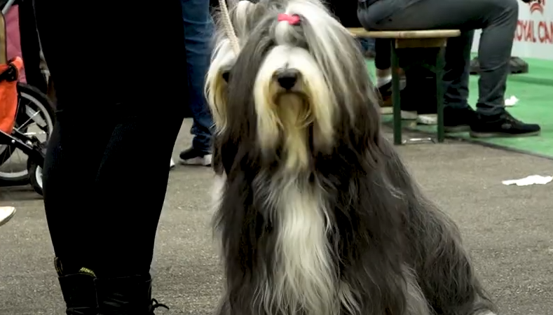 VIDEO: Hond2024