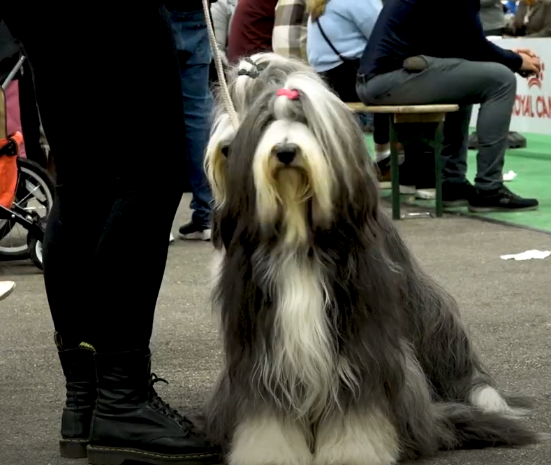 VIDEO: Hond2024