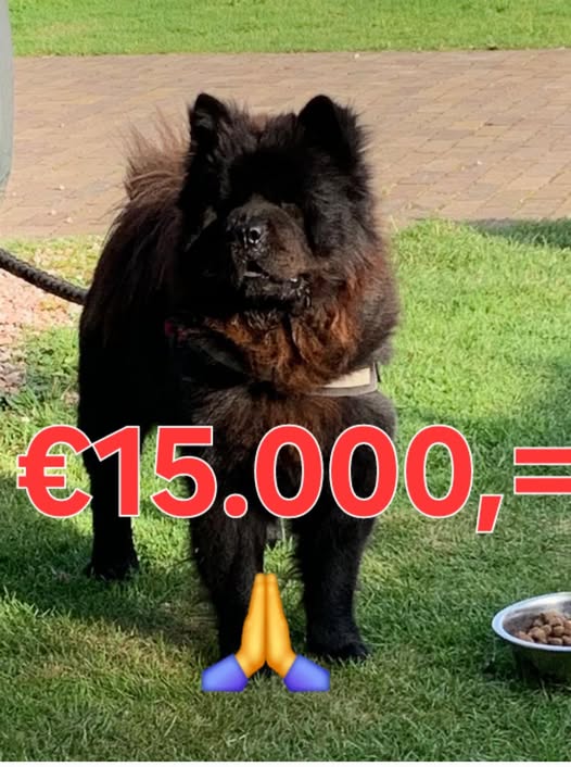 Paco is bijna een jaar vermist; eigenaren verhogen beloning naar €15.000