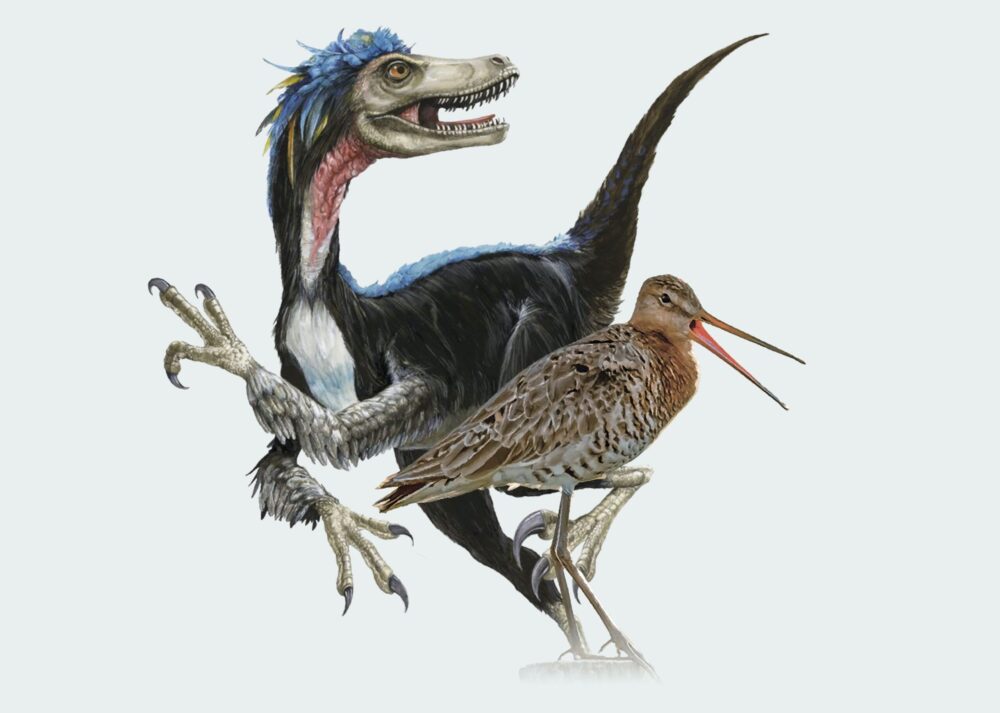 Evolutie dino’s tot vogels centraal tijdens geologieweekend in Natuurmuseum Fryslân