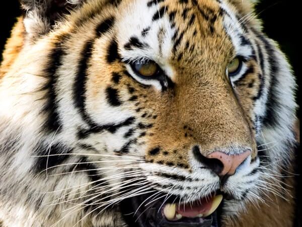 Eerste jonge Amoertijger uit AquaZoo vertrokken naar dierentuin in Oostenrijk