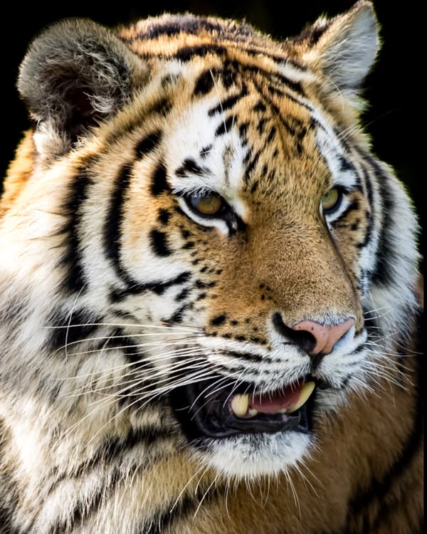 Eerste jonge Amoertijger uit AquaZoo vertrokken naar dierentuin in Oostenrijk